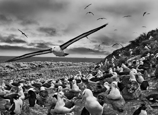 Acclaimed naturalist Sebastiao Salgado has a new exhibition running at the Natural History Museum.