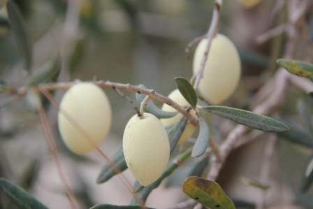 white olives (c) Andy Mossack