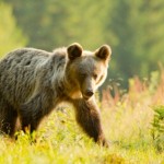 High Res wild brown bears slovakia