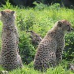 Port Lympne Wildlife Park 052