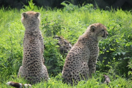 Port Lympne Wildlife Park 052
