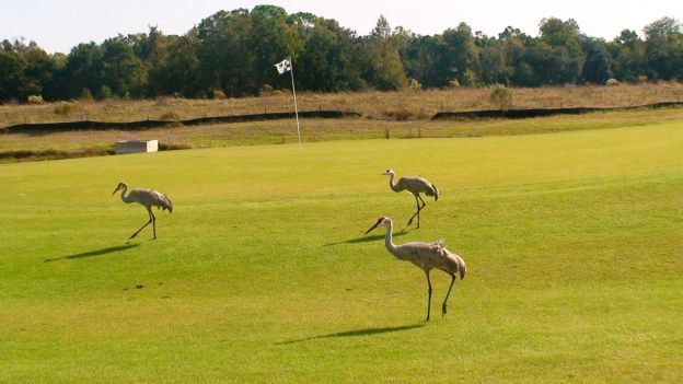 Andy Mossack offers his insider guide to the best golf courses in central Florida. central florida 4