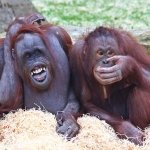 BLACKPOOL ZOO ORANGUTANS are excited about their new home
