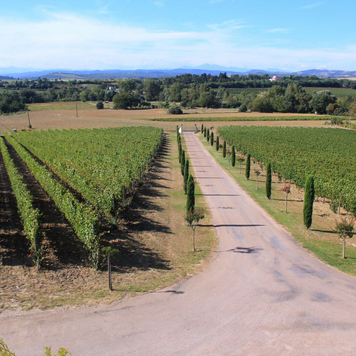 Languedoc wine tasting 049