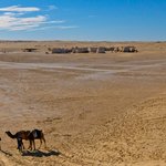 Rupert Parker goes searching for famous film locations in Tunisia Mos Espa with Camels