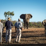 Elephant watch South Luangwa walking safaria