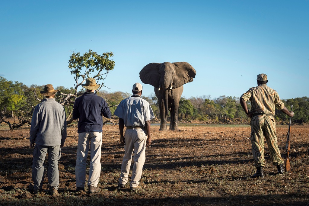 Elephant watch South Luangwa walking safaria
