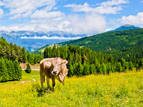 Cow and Wild Flowers