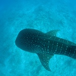 Whale Shark from above