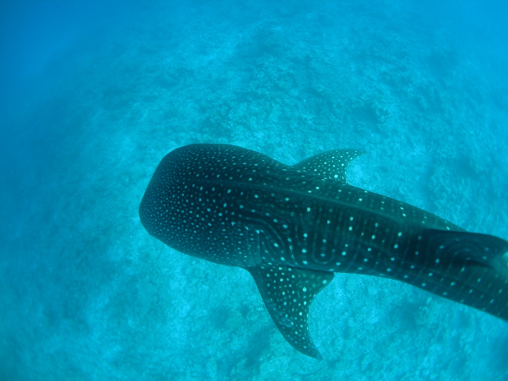 Whale Shark from above