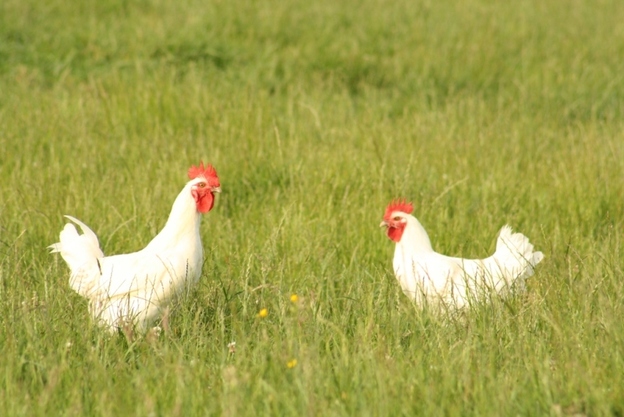 Bresse chickens in the fields
