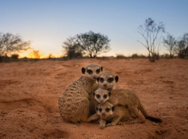 Michael Edwards visits the Kalahari Trails Meerkat Sanctuary. 23795296 10208183983796062 3080856675241130097 n