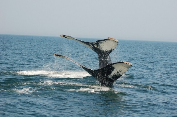Whale watching in New Brunswick
