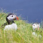 Island of Mousa. Shetland Isles