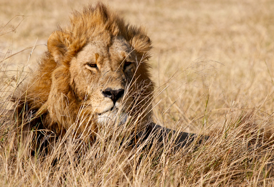 A Photo Safari in Botswana