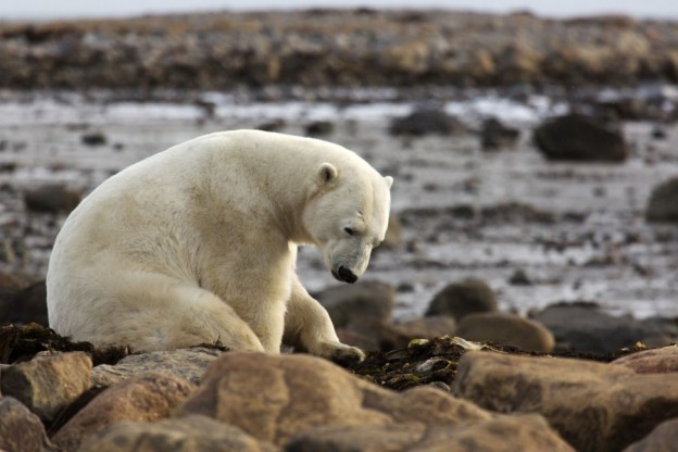 SF CAN MAN Churchill 018