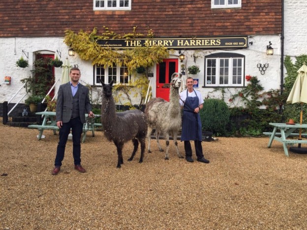 Michael Edwards enjoys glamping in a Shepherds Hut at the Merry Harriers in Godalming Surrey Jake David llamas MH