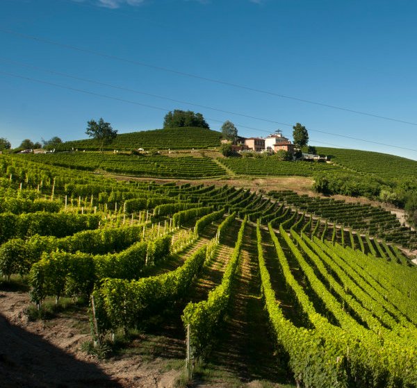Vineyards of Malvira on the Trinita hill in Roero