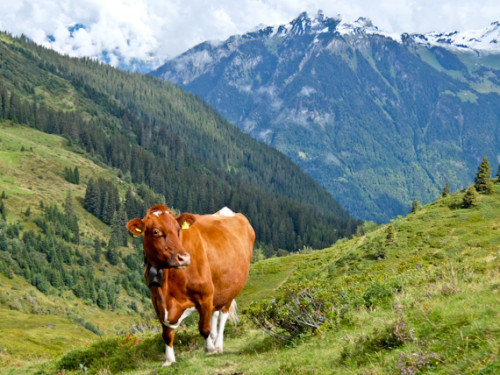 Cow and Mountain e1601477619719