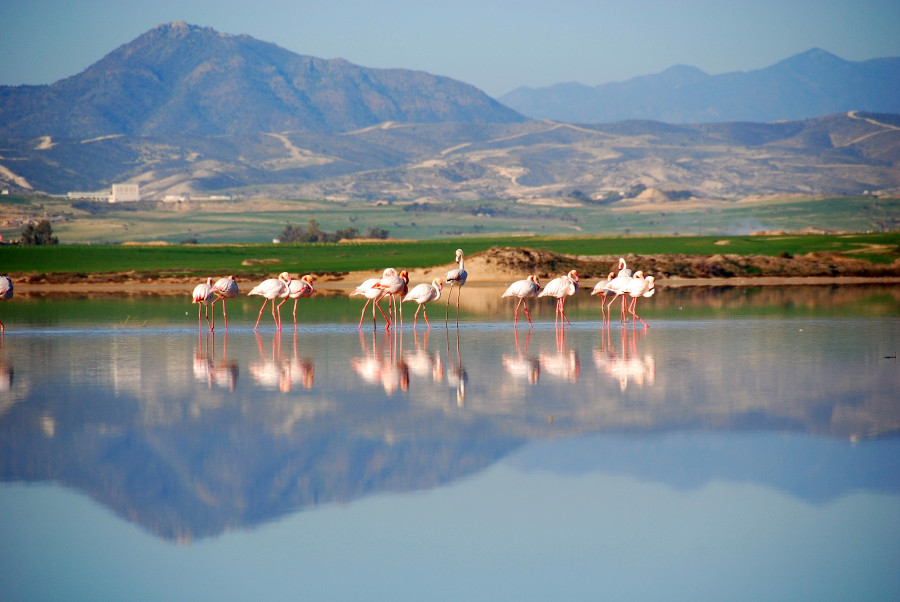 Flamingos Larnaka Salt Lake 2