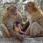 Gibraltar Macaque Family e1603990113823