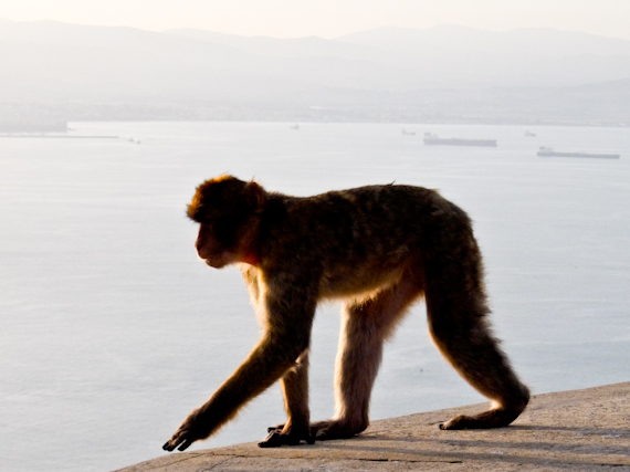 Gibraltar Macaque w Sea