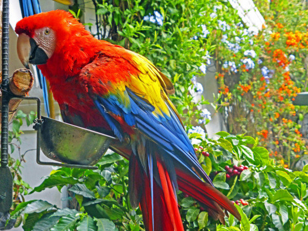 Guatemala 11 Chichi macaw welcomeP1200724 copy e1609781402913