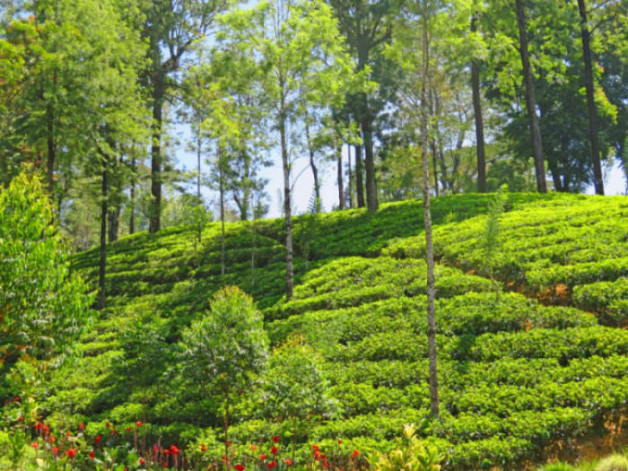 Sri Lanka 1 tea plantations near hotel IMG 0480 copy e1610376961835
