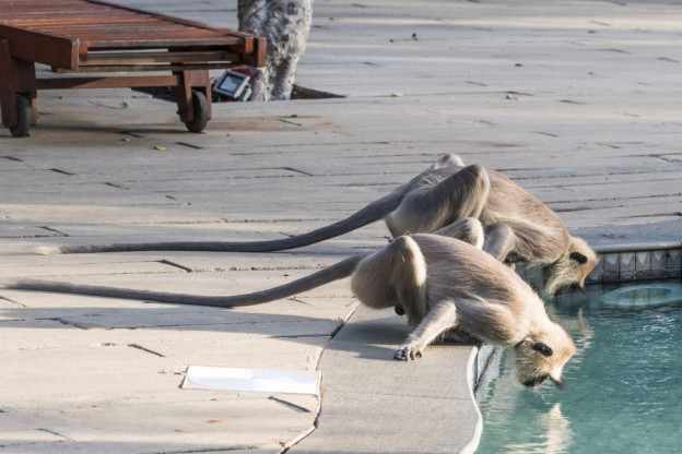 Yala National Park. Discover Sri Lanka's outstanding sanctuary for rare animals. 8 Yala reserve