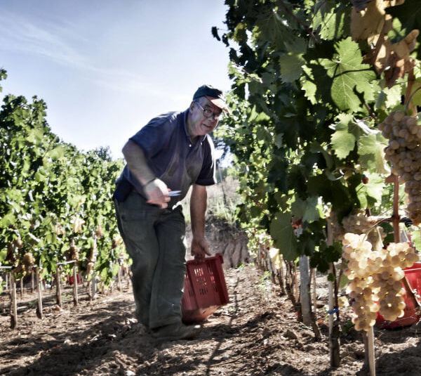 Siddura worker in the vineyard
