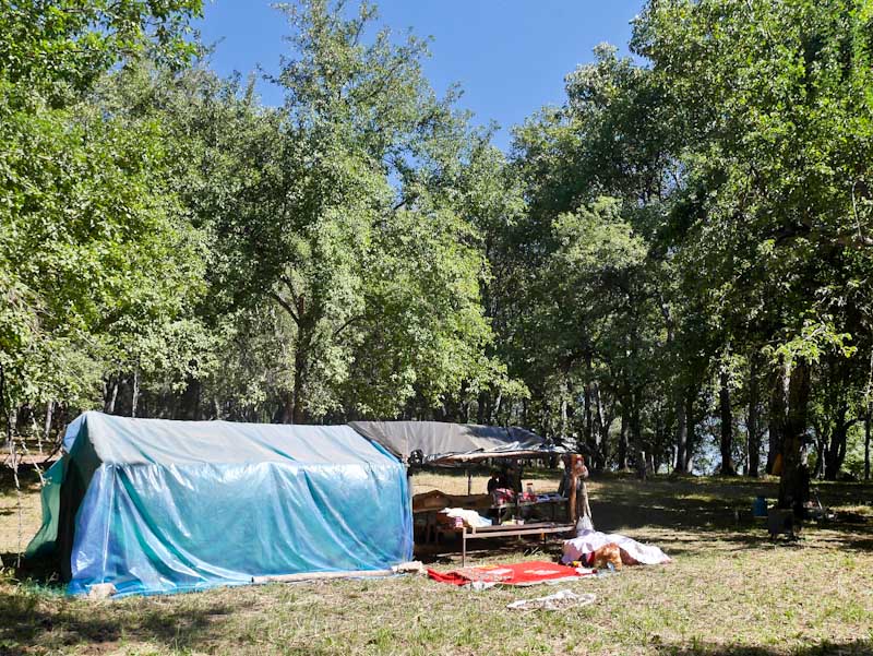 Walnut Forest Tent