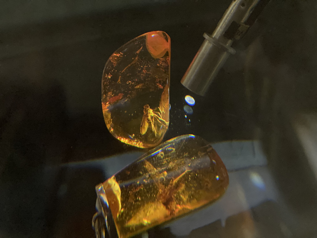 Amber insect
