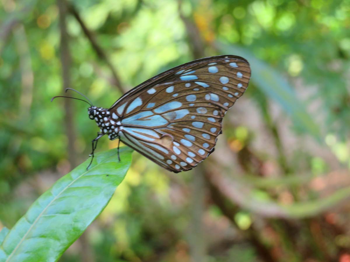 TR Kerala cgh 9 blue tiger butterfly IMG 3999 copy