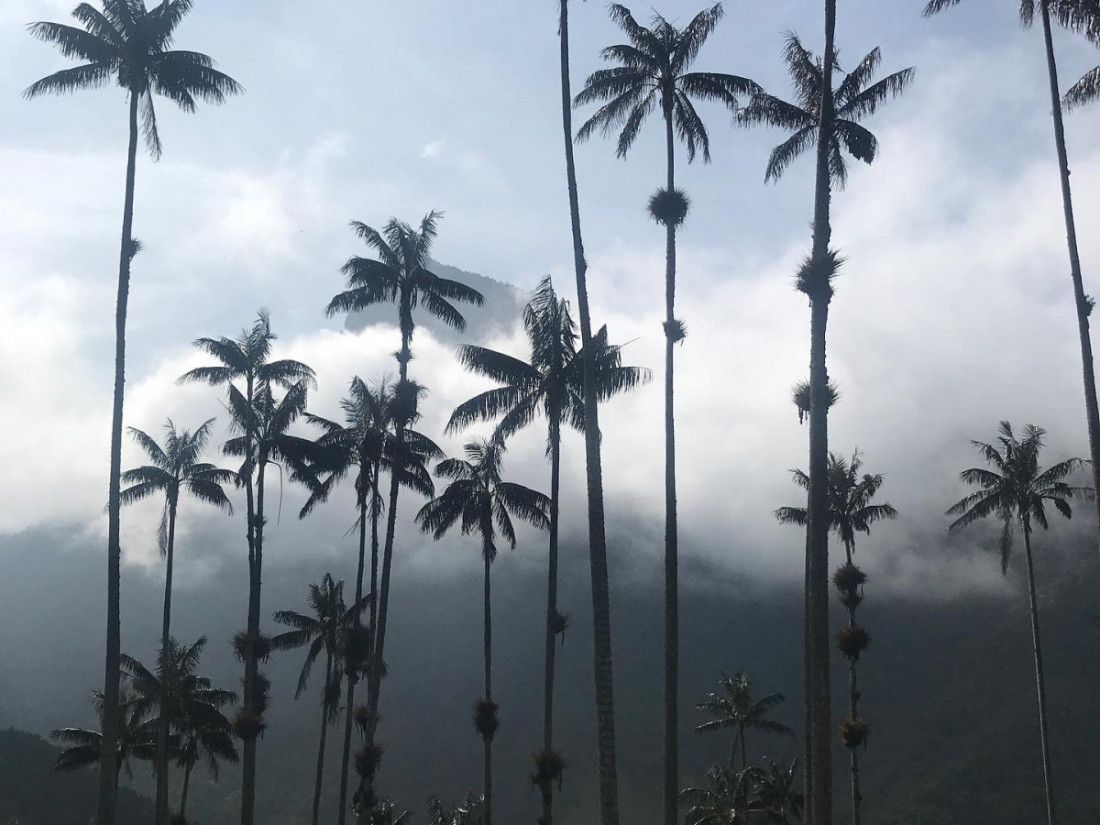 Wax palms in the cloud forest Valle de Cocora
