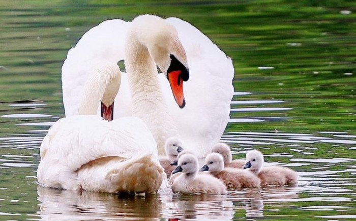 Mute swans and cygnets