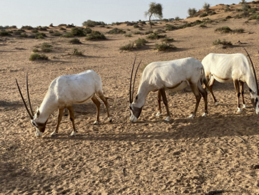 oryx feeding
