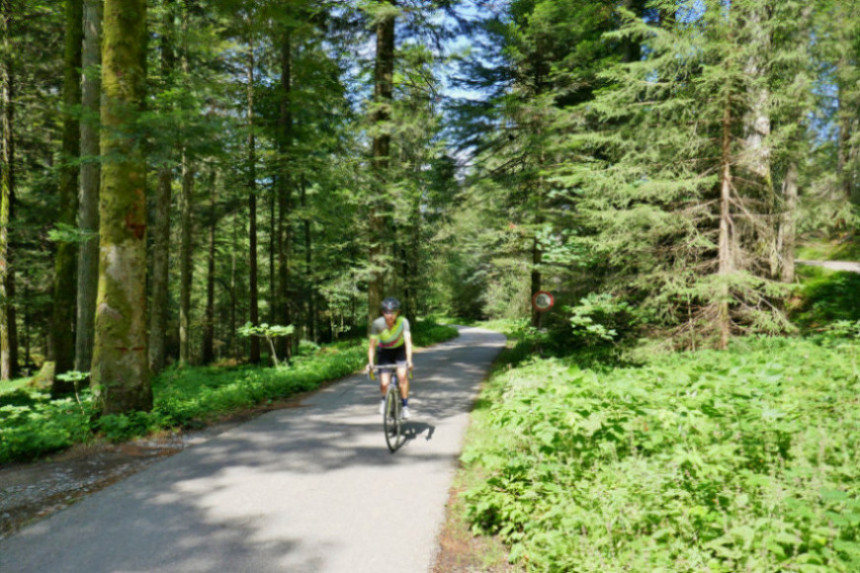 Cycling through forests of Bregenzerwald