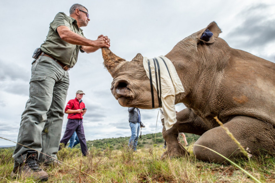 Mantis Rhino Conservation Experience Image 1