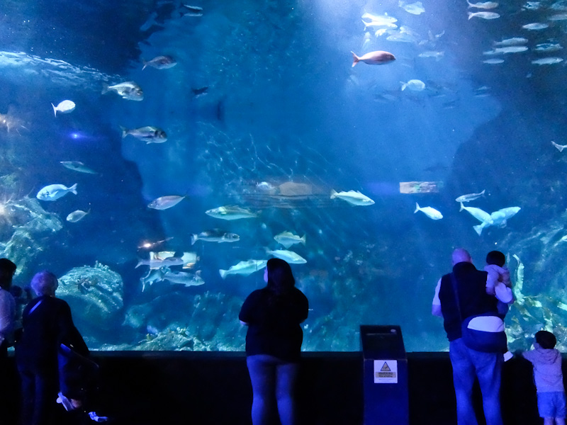 Fish in Aquarium