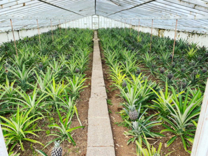 pineapple greenhouses