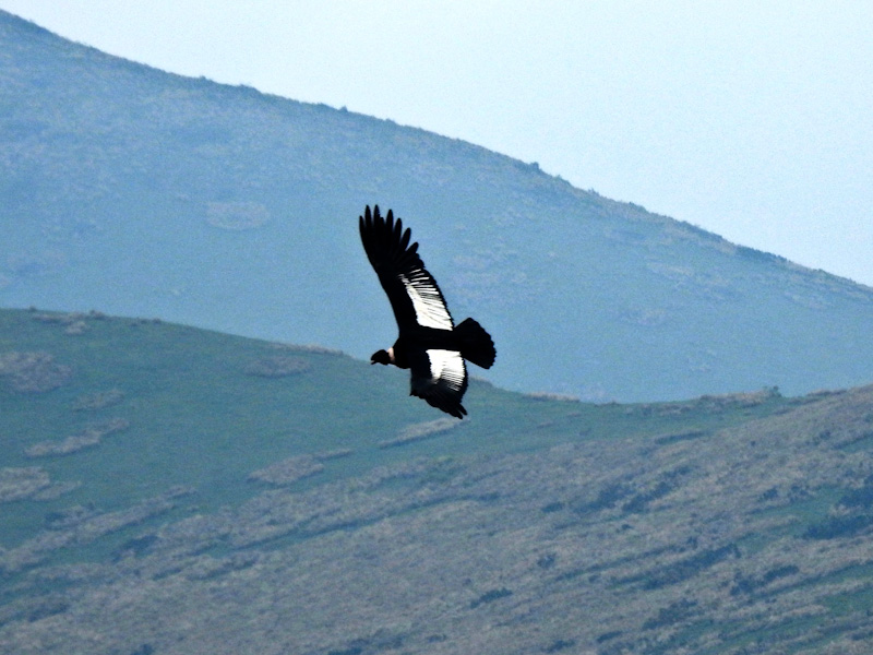 Condor in Flight