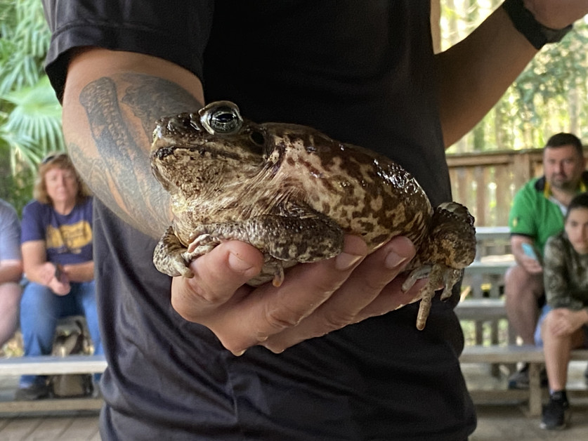 Wild Florida Animal encounter (C) Andy Mossack