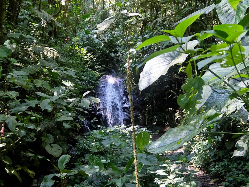 Pahuma Orchid Reserve Waterfall