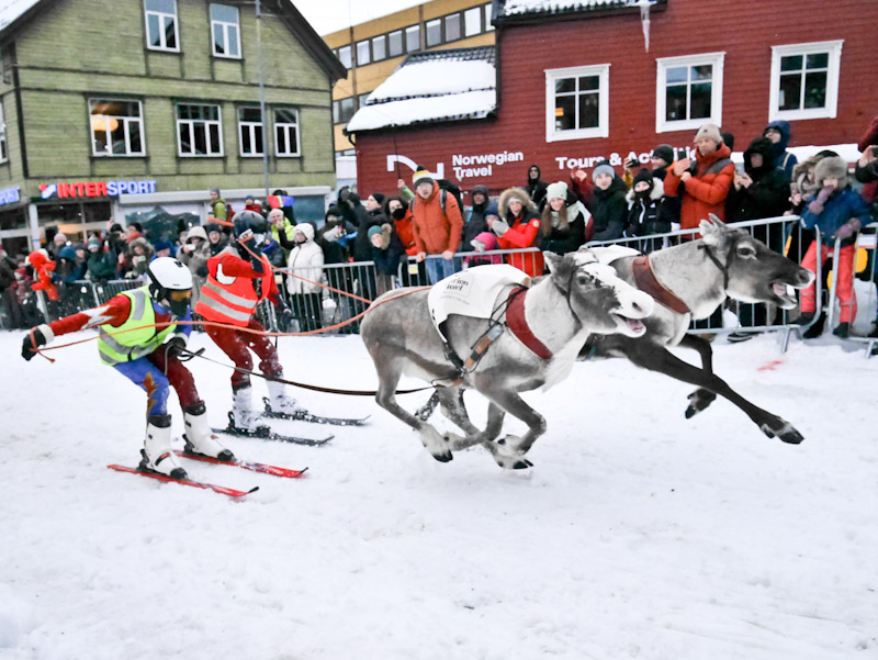 Reindeer Race 1