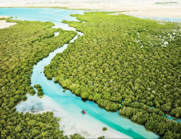 Tourism in Qatar post World Cup Qatar Tourism Purple Island Mangroves