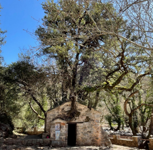 St Theodora Church with trees growing out of roof Copyright Rebecca Hall