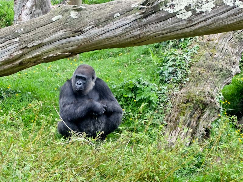 Jersey Zoo Gorilla
