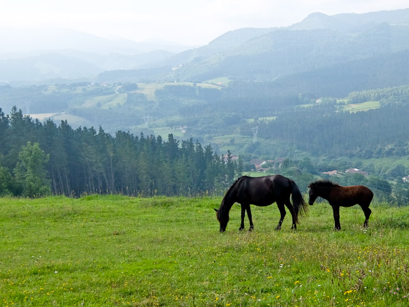 Horses in Landscape