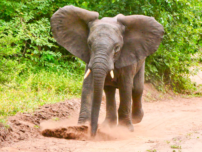 Elephant Kicking Dust