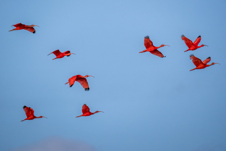 Flock of scarlet Ibis